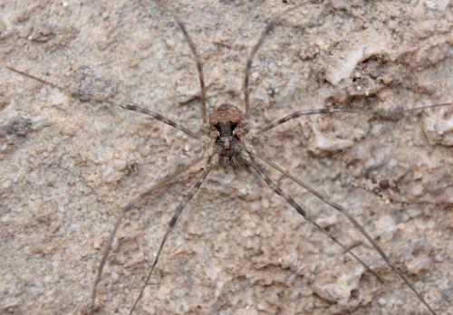 Dasylobus sp.